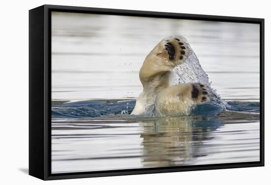 Polar Bear, Svalbard, Norway-Paul Souders-Framed Stretched Canvas