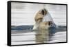 Polar Bear, Svalbard, Norway-Paul Souders-Framed Stretched Canvas