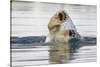 Polar Bear, Svalbard, Norway-Paul Souders-Stretched Canvas