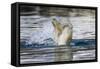 Polar Bear, Svalbard, Norway-Paul Souders-Framed Stretched Canvas