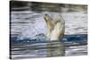 Polar Bear, Svalbard, Norway-Paul Souders-Stretched Canvas