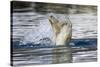 Polar Bear, Svalbard, Norway-Paul Souders-Stretched Canvas