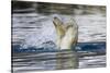 Polar Bear, Svalbard, Norway-Paul Souders-Stretched Canvas