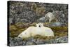 Polar Bear, Svalbard, Norway-Paul Souders-Stretched Canvas