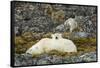 Polar Bear, Svalbard, Norway-Paul Souders-Framed Stretched Canvas