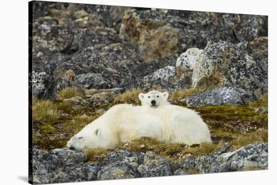 Polar Bear, Svalbard, Norway-Paul Souders-Stretched Canvas