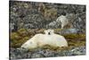 Polar Bear, Svalbard, Norway-Paul Souders-Stretched Canvas