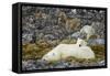 Polar Bear, Svalbard, Norway-Paul Souders-Framed Stretched Canvas