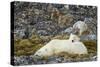 Polar Bear, Svalbard, Norway-Paul Souders-Stretched Canvas