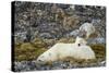 Polar Bear, Svalbard, Norway-Paul Souders-Stretched Canvas