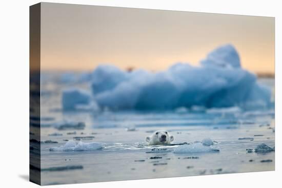 Polar Bear, Svalbard, Norway-Paul Souders-Stretched Canvas