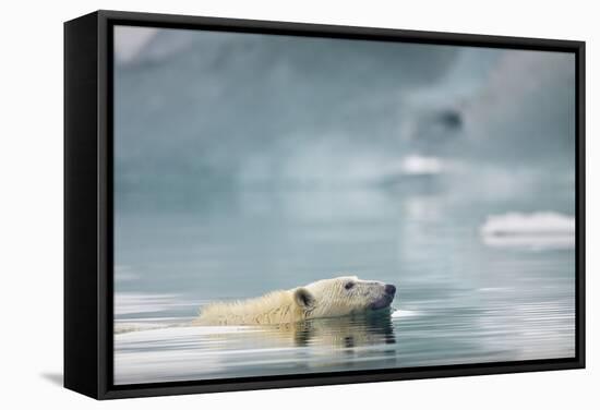 Polar Bear, Svalbard, Norway-Paul Souders-Framed Stretched Canvas