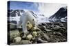 Polar Bear, Svalbard, Norway-Paul Souders-Stretched Canvas