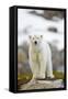 Polar Bear, Svalbard, Norway-Paul Souders-Framed Stretched Canvas