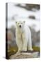 Polar Bear, Svalbard, Norway-Paul Souders-Stretched Canvas