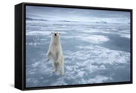 Polar Bear, Svalbard, Norway-null-Framed Stretched Canvas