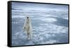 Polar Bear, Svalbard, Norway-null-Framed Stretched Canvas
