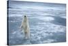 Polar Bear, Svalbard, Norway-null-Stretched Canvas