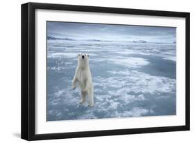 Polar Bear, Svalbard, Norway-null-Framed Premium Photographic Print