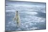 Polar Bear, Svalbard, Norway-null-Mounted Premium Photographic Print