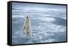 Polar Bear, Svalbard, Norway-null-Framed Stretched Canvas