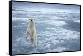 Polar Bear, Svalbard, Norway-null-Framed Stretched Canvas