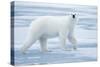 Polar Bear, Svalbard, Norway-null-Stretched Canvas