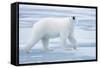 Polar Bear, Svalbard, Norway-null-Framed Stretched Canvas