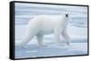 Polar Bear, Svalbard, Norway-null-Framed Stretched Canvas