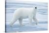 Polar Bear, Svalbard, Norway-null-Stretched Canvas