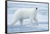 Polar Bear, Svalbard, Norway-null-Framed Stretched Canvas