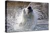 Polar Bear, Svalbard, Norway-null-Stretched Canvas