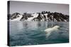 Polar Bear, Svalbard, Norway-null-Stretched Canvas