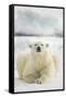 Polar Bear, Svalbard, Norway-null-Framed Stretched Canvas