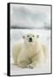 Polar Bear, Svalbard, Norway-null-Framed Stretched Canvas