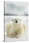 Polar Bear, Svalbard, Norway-null-Stretched Canvas