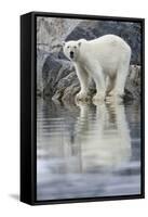 Polar Bear, Svalbard, Norway-null-Framed Stretched Canvas