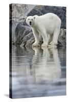 Polar Bear, Svalbard, Norway-null-Stretched Canvas