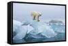 Polar Bear, Svalbard, Norway-null-Framed Stretched Canvas