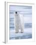 Polar Bear, Svalbard, Norway-Paul Souders-Framed Photographic Print