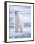 Polar Bear, Svalbard, Norway-Paul Souders-Framed Photographic Print