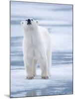 Polar Bear, Svalbard, Norway-Paul Souders-Mounted Photographic Print