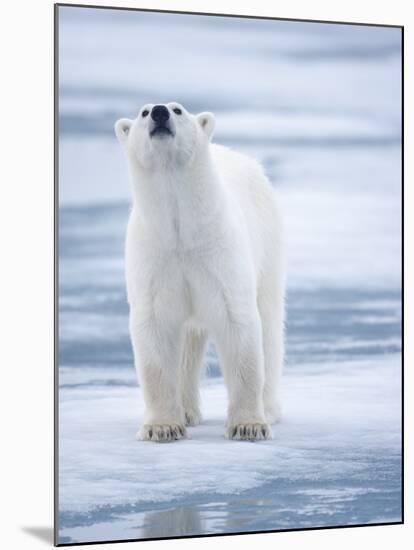 Polar Bear, Svalbard, Norway-Paul Souders-Mounted Photographic Print