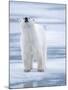 Polar Bear, Svalbard, Norway-Paul Souders-Mounted Photographic Print