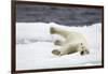 Polar Bear, Svalbard, Norway-Paul Souders-Framed Photographic Print