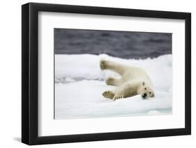 Polar Bear, Svalbard, Norway-Paul Souders-Framed Photographic Print