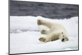 Polar Bear, Svalbard, Norway-Paul Souders-Mounted Photographic Print