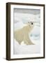 Polar Bear, Svalbard, Norway-Paul Souders-Framed Photographic Print