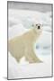 Polar Bear, Svalbard, Norway-Paul Souders-Mounted Photographic Print