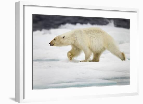 Polar Bear, Svalbard, Norway-Paul Souders-Framed Photographic Print